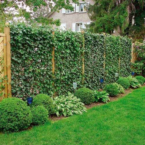 wooden fence completely covered with greenery is a nice idea to enliven your outdoors