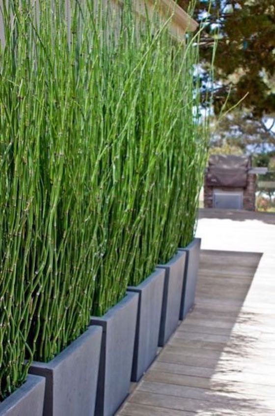 horsetail grass in planters can work as a living privacy screen