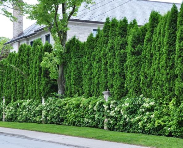 perfect thick living fence made of trees