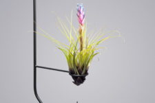 01 Viride Uno is an ideal display for a plant with low moisture needs, it may be a cactus or an air plant