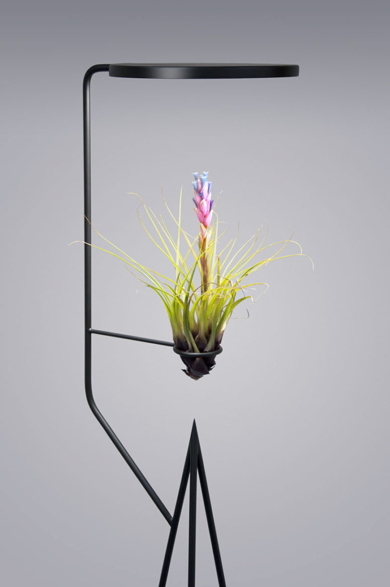 Viride Uno is an ideal display for a plant with low moisture needs, it may be a cactus or an air plant