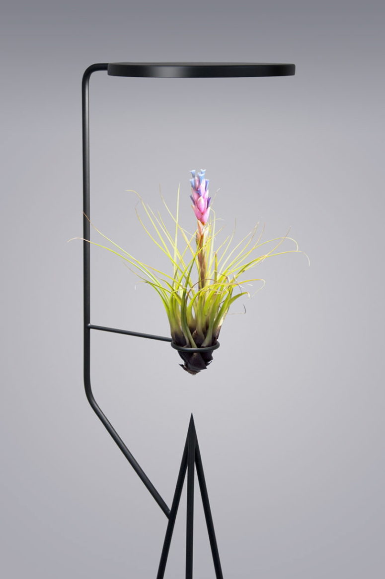 Viride Uno is an ideal display for a plant with low moisture needs, it may be a cactus or an air plant Viride Uno is an ideal display for a plant with low moisture needs, it may be a cactus or an air plant