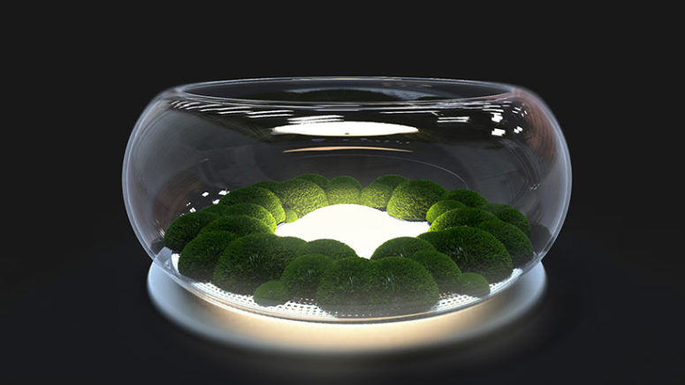 The moss grows on a recycled plastic foam within the glass bowl