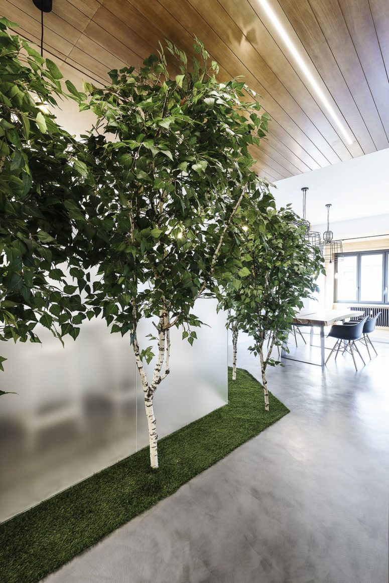 The entryway is lined with birch trees growing in the grass -what can be cooler