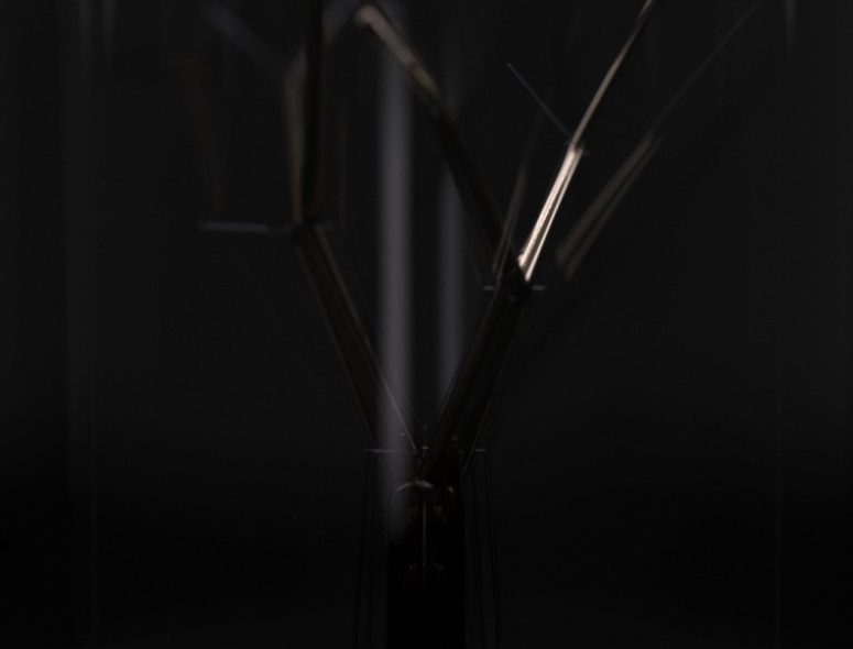 The piece inside reminds of a single tree standing - maybe it's a composition syaing that it will be the last tree