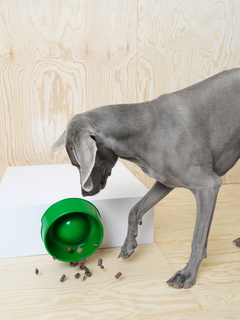 The collection includes a food bowl for dogs that inspires slow eating