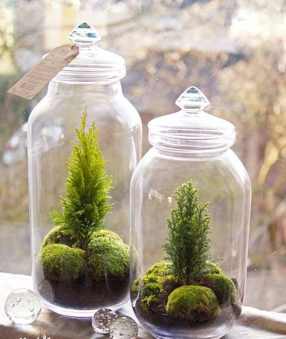tiny cypress and moss terrariums in jars are amazing for fresh spring decor
