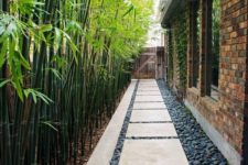 24 lush and tall bamboo is a perfect idea for an outdoor space in the south or in a tropical zone