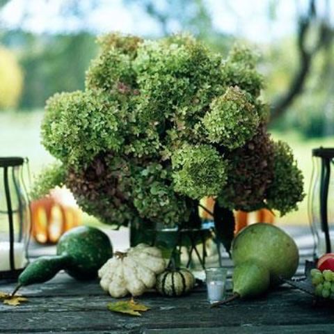 a cool green Thanksgiving centerpiece of grene hydrangeas and green pears and gourds around