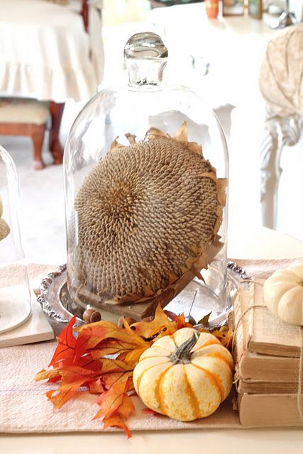a cool cloche display idea with a sunflower head, acorns, leave and a fake pumpkin for a rustic feel in the space