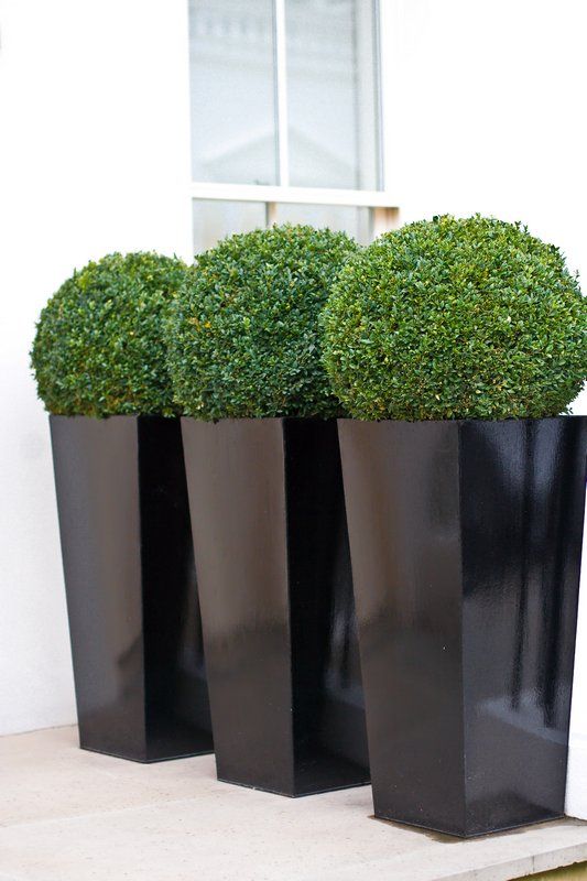 large glossy black planters with boxwood will make your front yard elegant, stylish and bold
