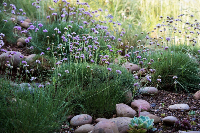 sea thrift (Armeria maritima) forms helpful mats of ground cover, aided here by stones and gravel