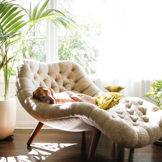 a modern curved reading lounger placed by the window is already taken by a doggie