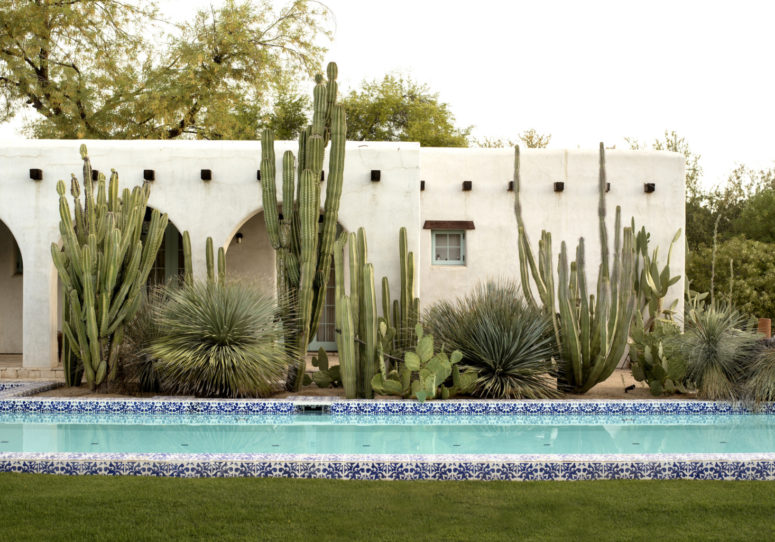 cacti are super natural for a desert garden and such tall post cacti will easily substitute any trees