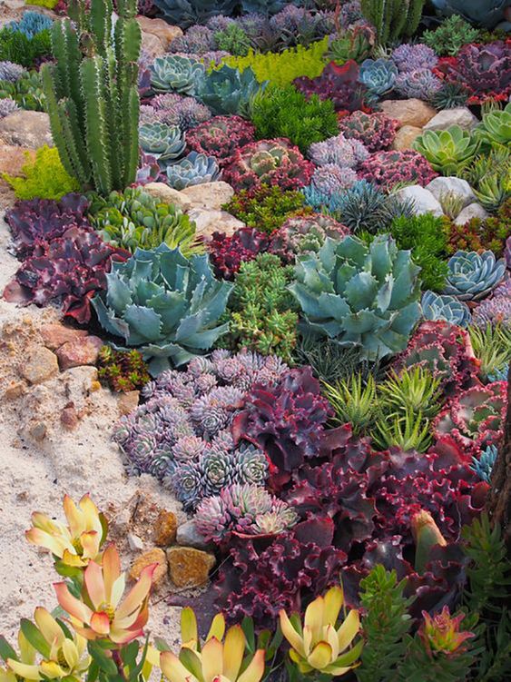 59 Catchy Outdoor Succulent Garden Ideas - DigsDigs