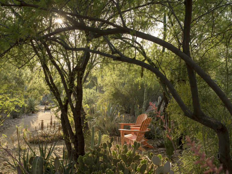 cacti can be smaller, too, if you want, if you have trees and shrubs around
