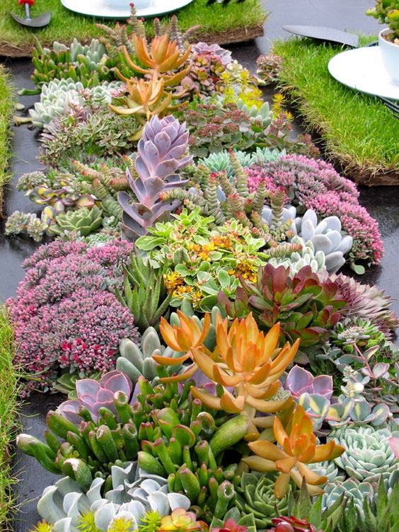 59 Catchy Outdoor Succulent Garden Ideas - DigsDigs