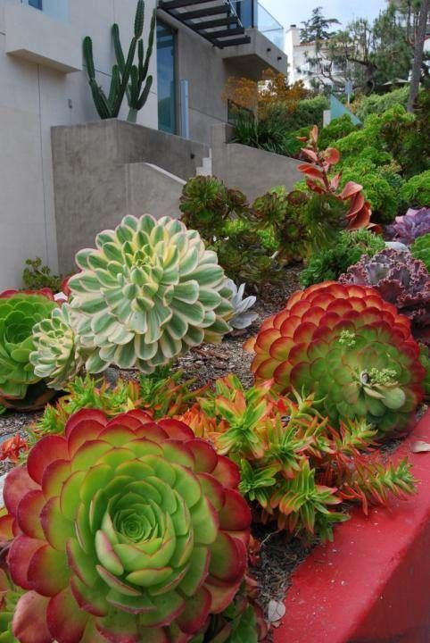 Crassula Capitella is a very catchy succulent in green and red that will be a show-stopper in your garden