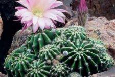 06 if you take good care of the cacti, they will bloom and you’ll get even cooler garden decor
