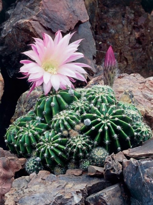 if you take good care of the cacti, they will bloom and you'll get even cooler garden decor