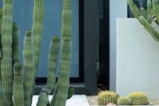 08 large post cacti and some smaller ones plus pale succulents for a bold contemporary look