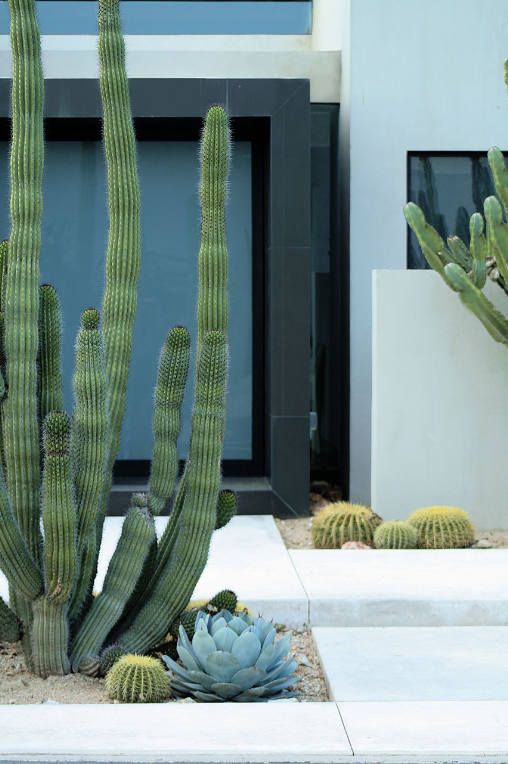 large post cacti and some smaller ones plus pale succulents for a bold contemporary look