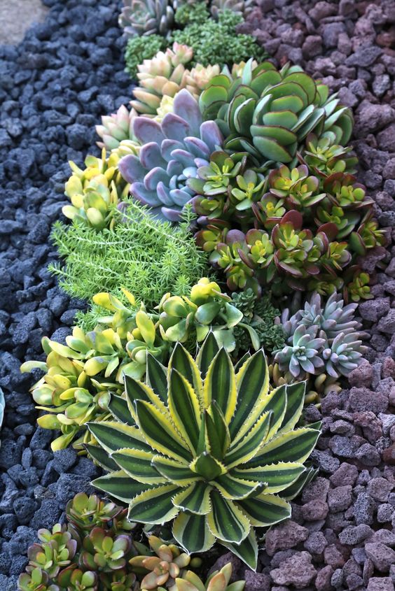 25 Catchy Outdoor Succulent Garden Ideas - DigsDigs