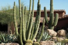 09 gorgeous post cacti and smaller round cacti plus rocks for an ultimate desert garden look