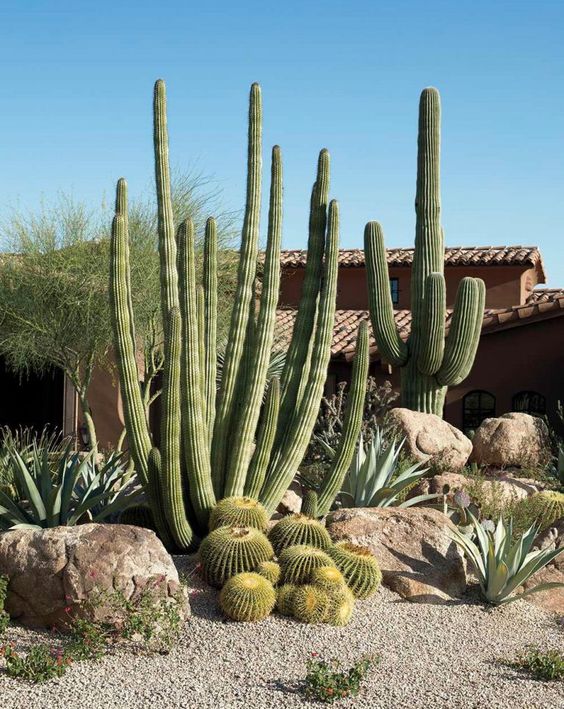 gorgeous post cacti and smaller round cacti plus rocks for an ultimate desert garden look
