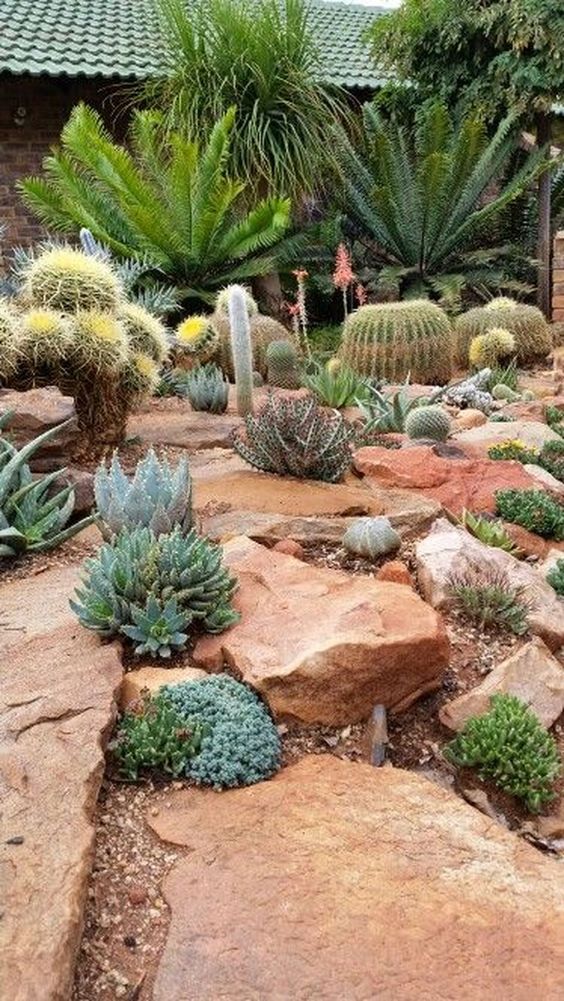 wild-looking desert garden with various kinds of cacti and succulents plus large rocks