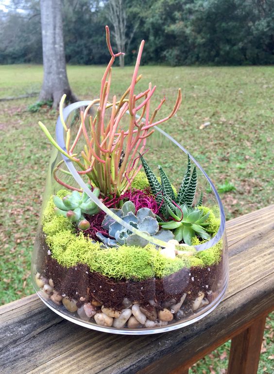 large containers may be also used for growing your succulents and cacti, if it's cold, just take them inside