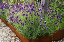18 patina metal garden bed edging with bright purple blooms composes a gorgeous combo