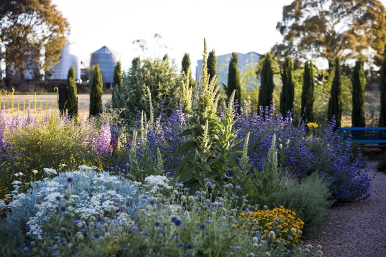 silver foliage is a great idea for a low water garden as it's drought-resistant