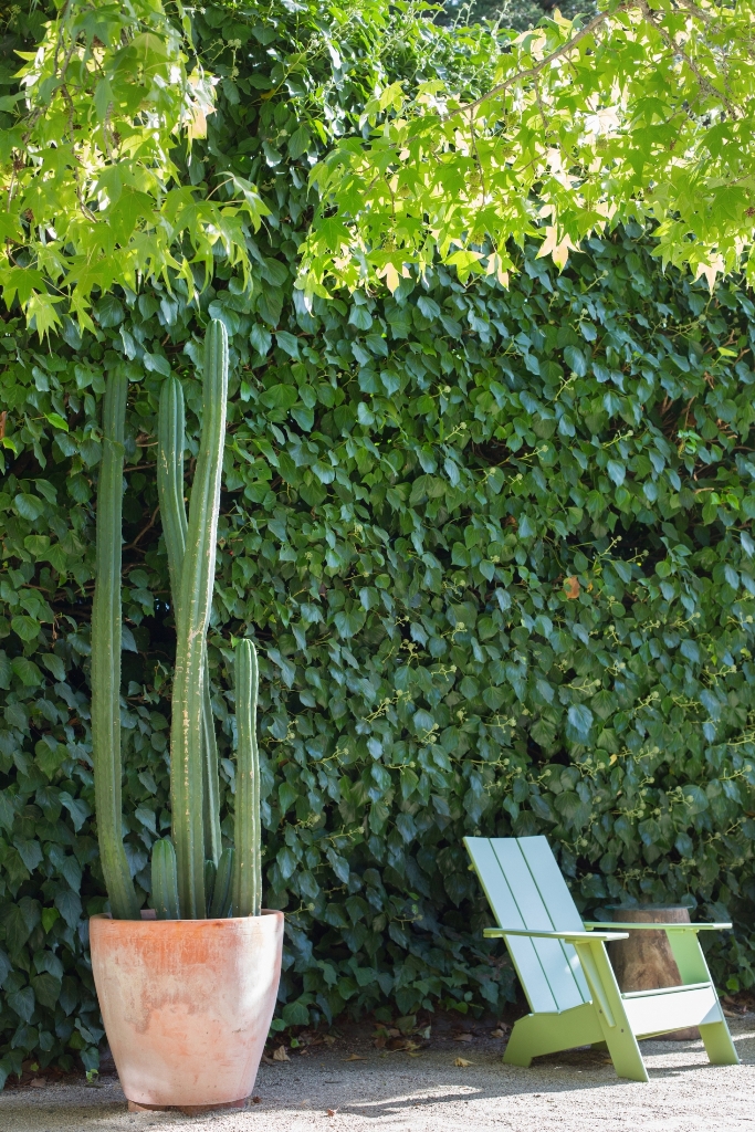 rock a statement plant like this post cactus in a pot to make your garden bolder and cooler