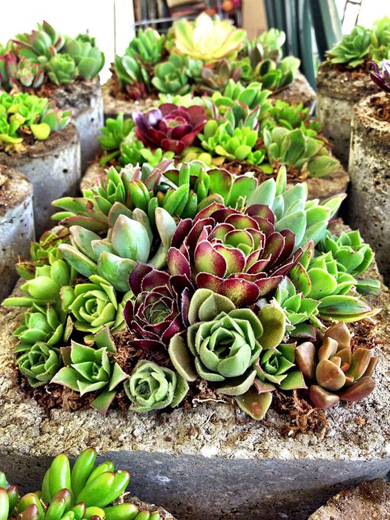 stone pots like these ones will give an industrial feel to the space with a modern touch