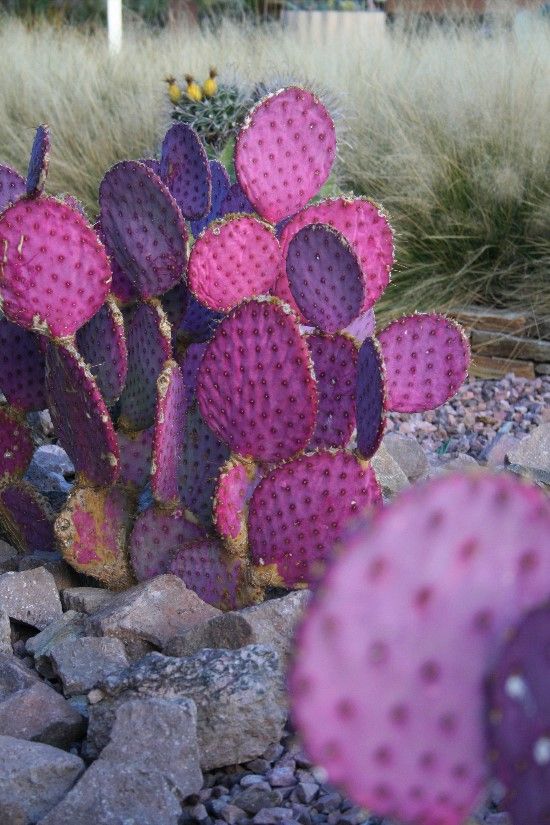 bold purple cacti with blooms is a chic idea to add color to your desert garden