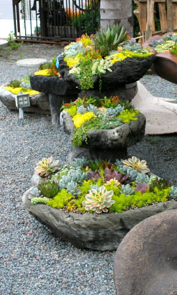 bright yellow and green succulents, cacti and agaves are amazing to add a colorful touch