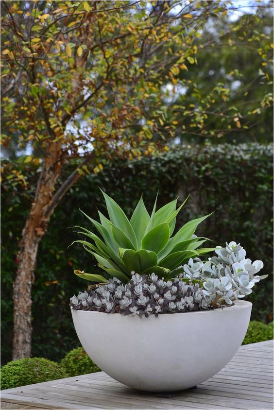 combine several bold plants in one bowl to create an amazing arrangement