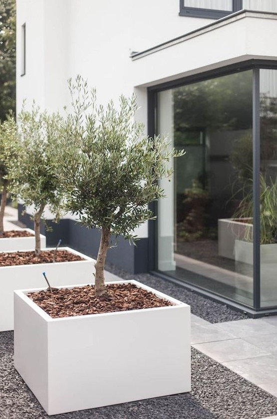 an elegant front yard with minimalist white planters with trees is a stylish idea and tiles covering it for a modern feel