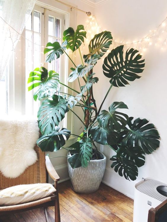 a statement plant in a neutral pot is a very stylish idea, you can place it anywhere to refresh the space