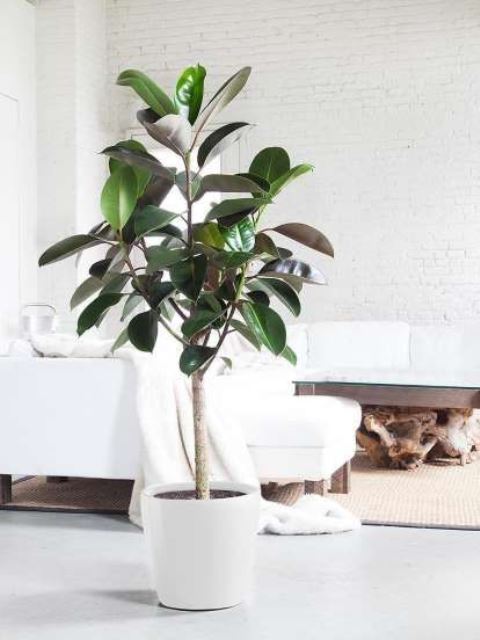 a statement plant in a white pot that matches the space and makes it feel and look much more natural