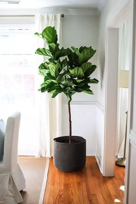 a large green plant in a woven pot is a cool idea for a modern neutral space, it will make it lively