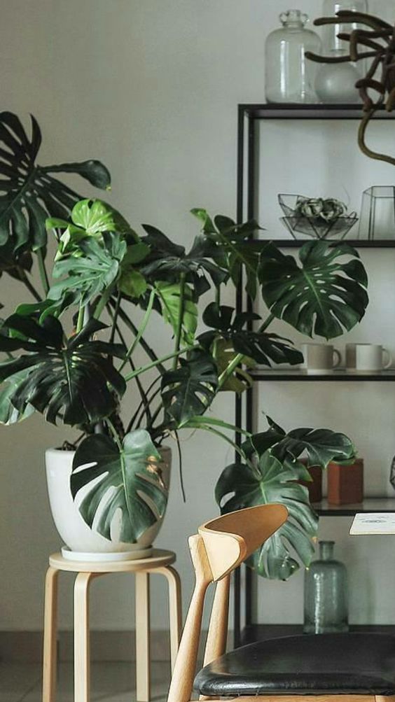 a statement plant in a neutral pot is a chic and bold idea, it's a lively addition to the space