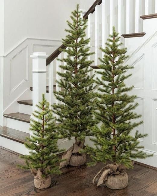 a trio of Christmas trees in burlap is a lovely and cool rustic holiday decor idea, no decor is needed