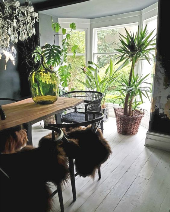 choose statement greenery in large pots to highlight the style of your dining room
