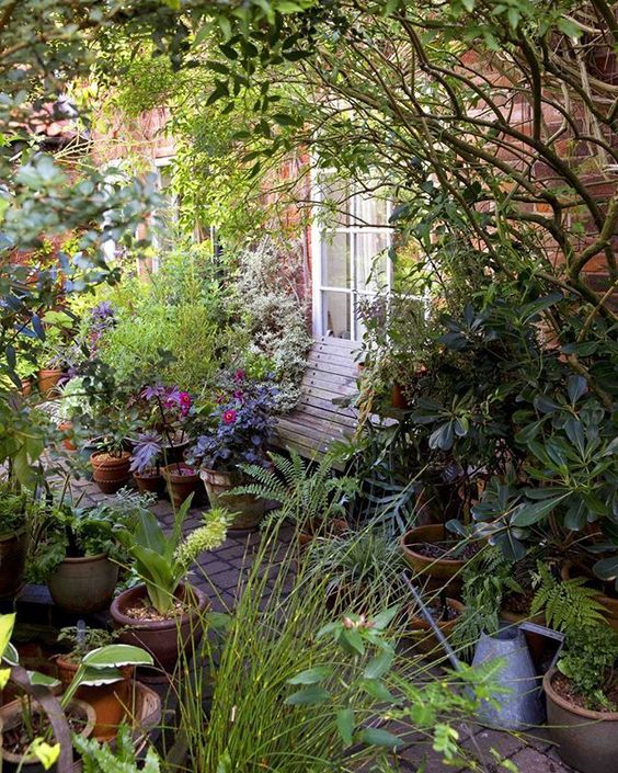 a small bright garden with a wooden bench, some potted greenery and flowers in pots plus some shrubs and trees