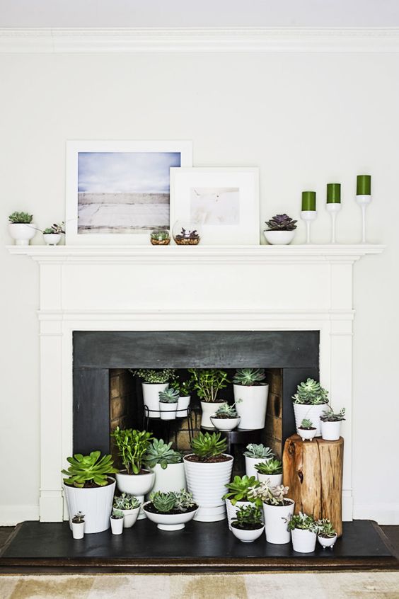 a fireplace with a white mantel and a black surround, potted succulents inside it and on the mantel