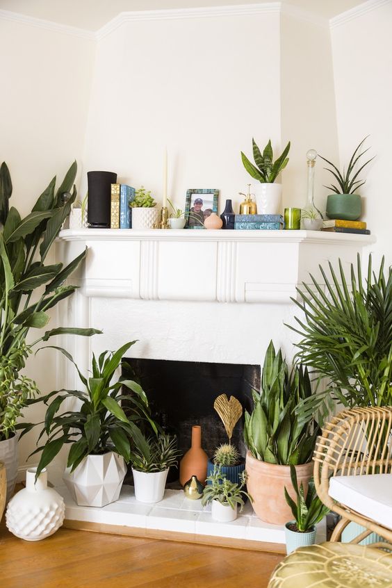 a non-working fireplace with potted greenery, cacti, succulents and planters on top plus books on the mantel