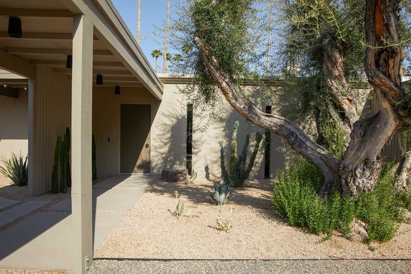 The garden shows off some greenery, cacti and a couple of trees