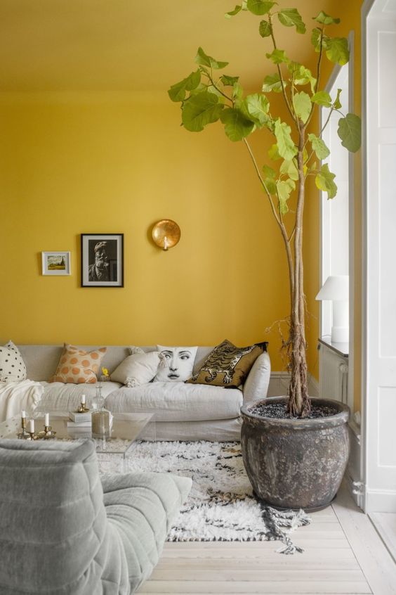 a mustard living room with dove grey furniture, an acrylic coffee table and a statement potted plant is a bold idea